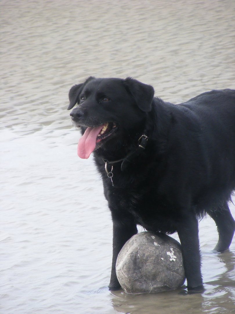 marley a la plage