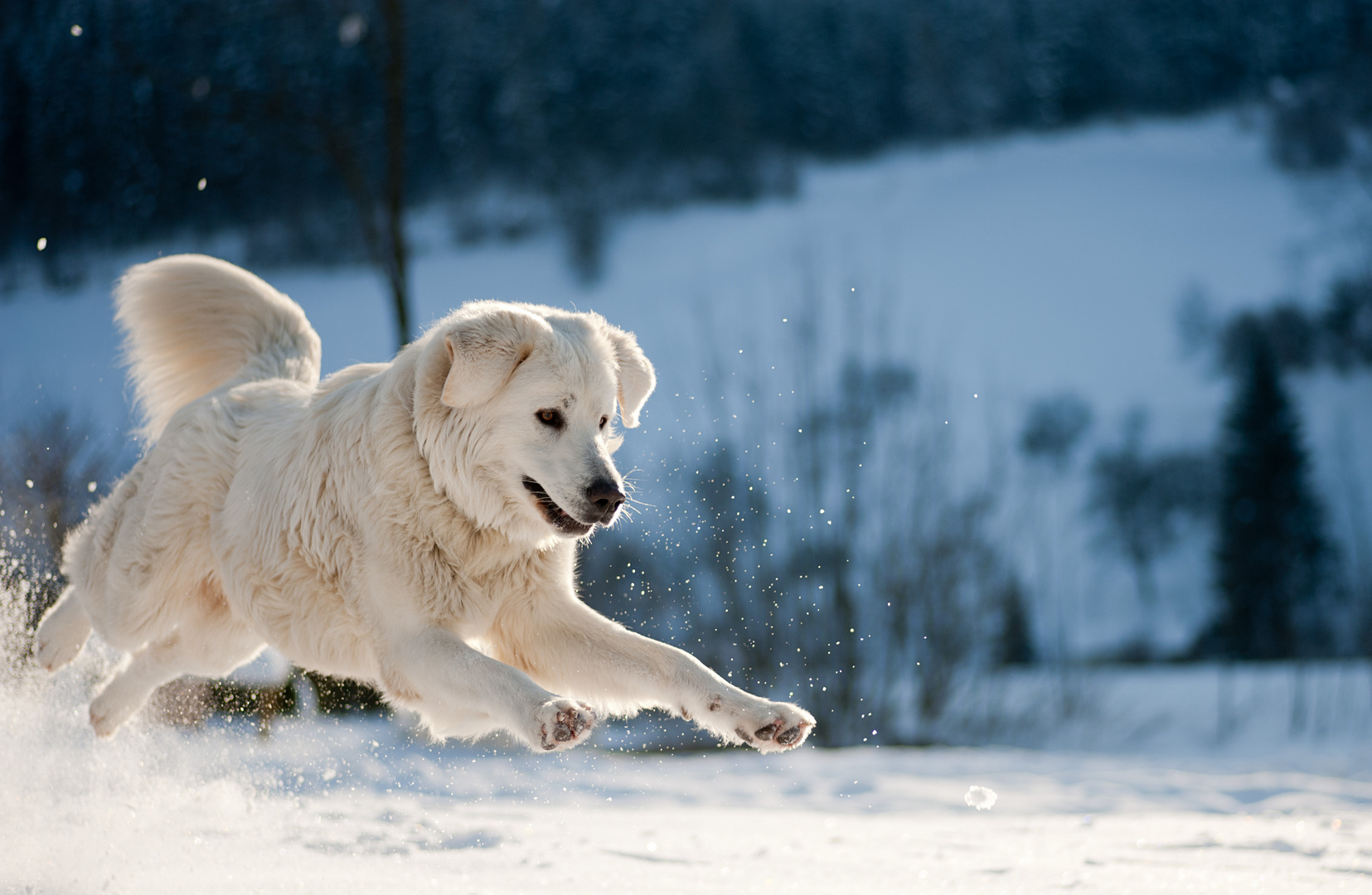 Marley im Schnee