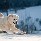 Marley im Schnee