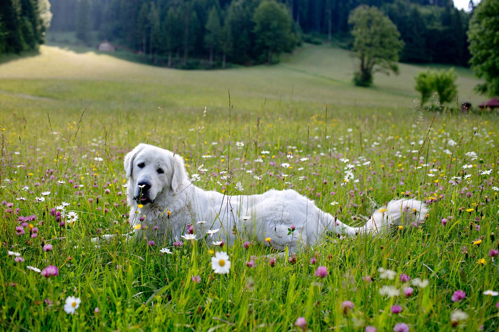 Marley in der Blumenwiese