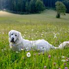 Marley in der Blumenwiese