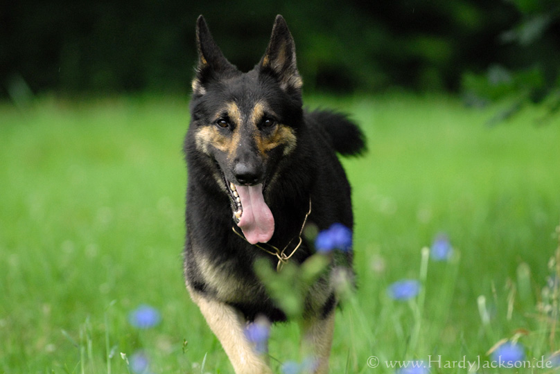 Marlo im Feld