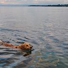 Marly beim schwimmen im Bodensee