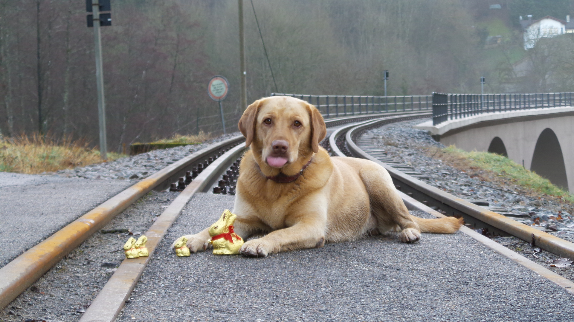 marly geleitet die Häschen von der schwäbischen wald bahn sicher zu ihrem Versteck