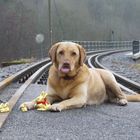 marly geleitet die Häschen von der schwäbischen wald bahn sicher zu ihrem Versteck