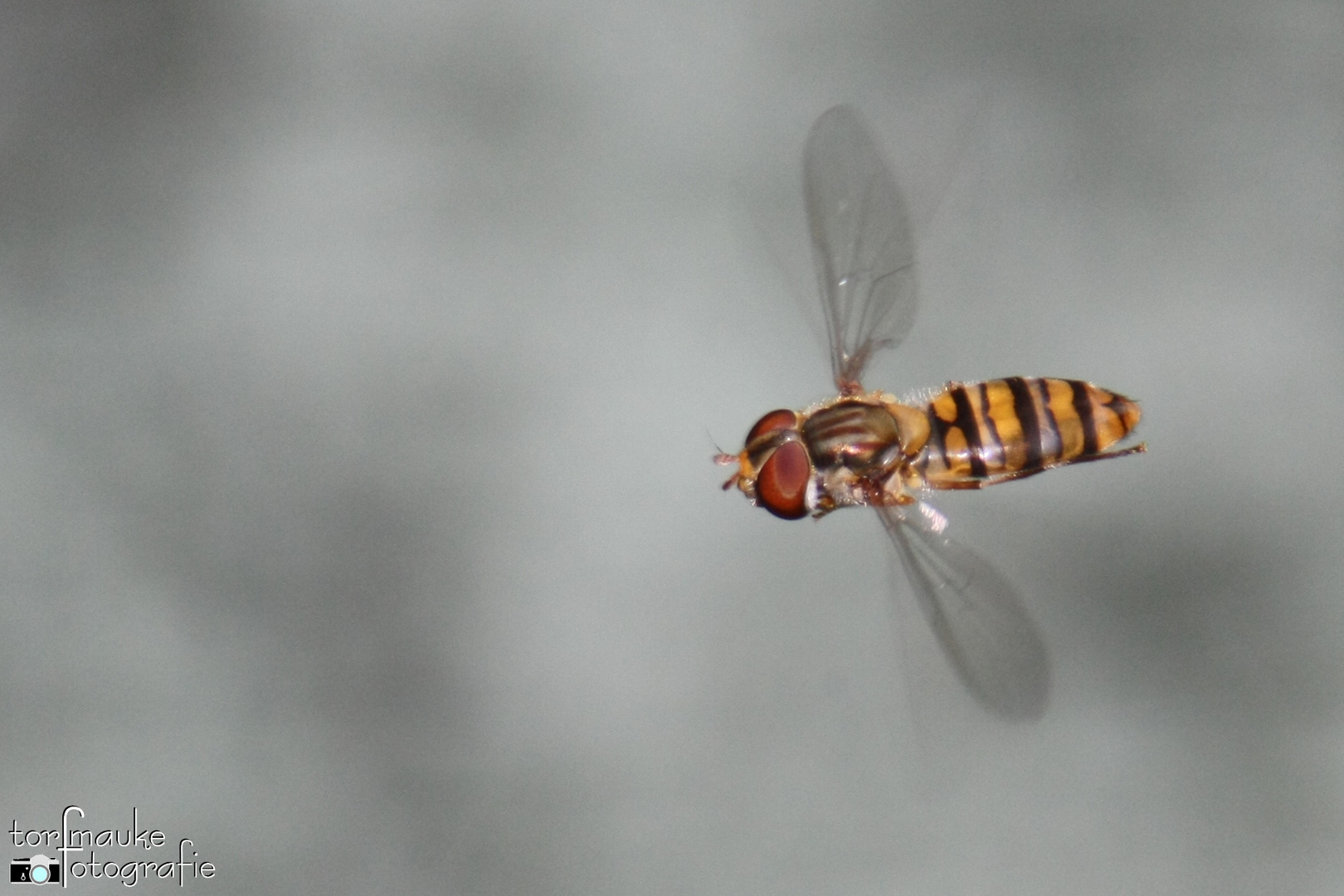 marmalade hoverfly in the air