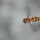 marmalade hoverfly in the air