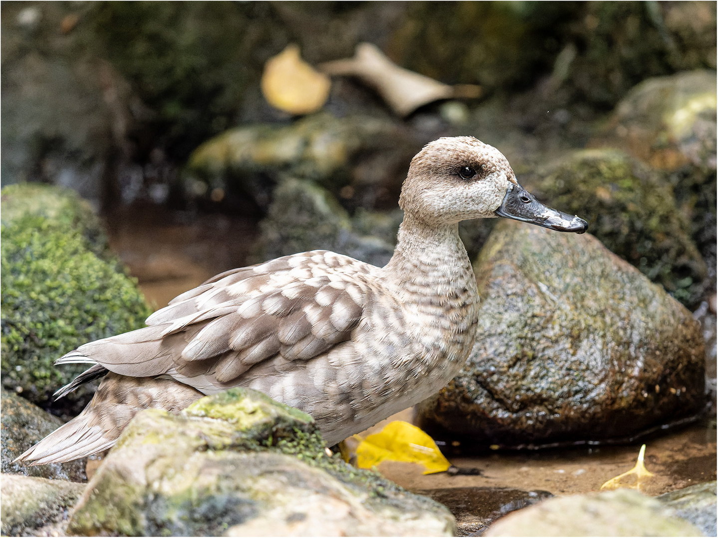 Marmelente Foto & Bild natur, portrait, porträt Bilder auf