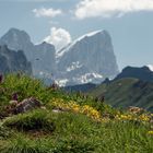 Marmolada