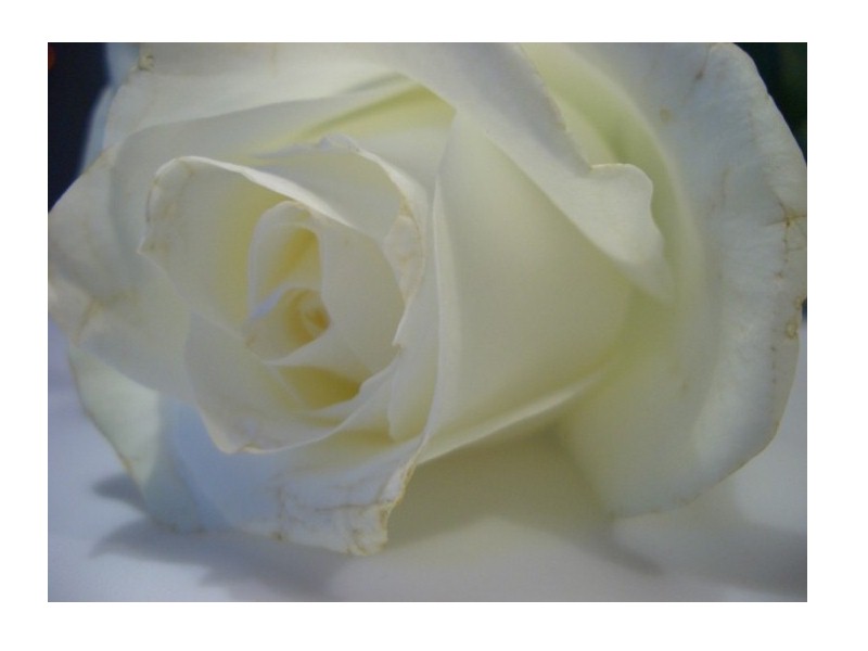 Marmor Rose