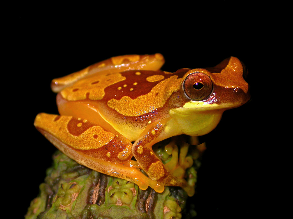 Marmorfröschchen in Costa Rica