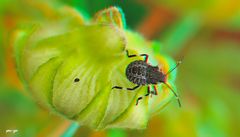 Marmorierte Baumwanze Halyomorpha halys - Anaglyphen 