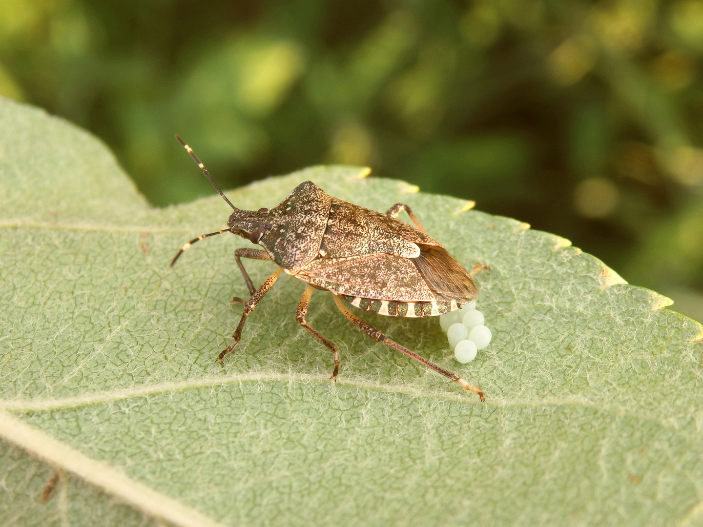 Marmorierte Baumwanze (Halyomorpha halys) bei der Eiablage