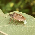 Marmorierte Baumwanze (Halyomorpha halys) bei der Eiablage