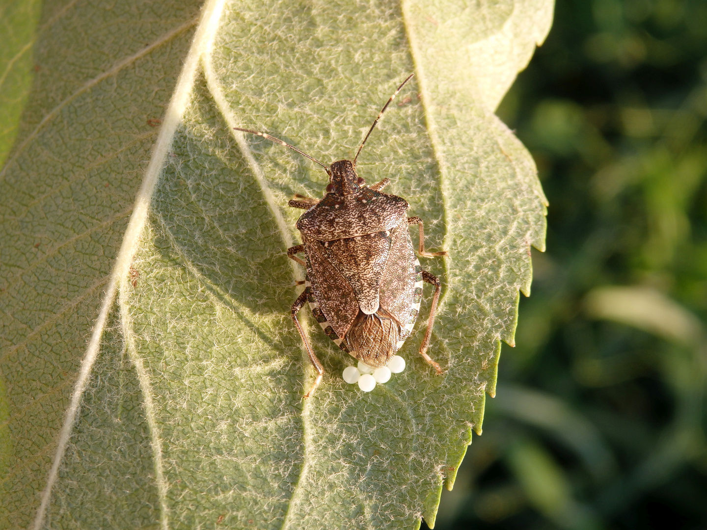 Marmorierte Baumwanze (Halyomorpha halys) bei der Eiablage