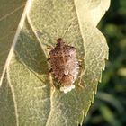 Marmorierte Baumwanze (Halyomorpha halys) bei der Eiablage