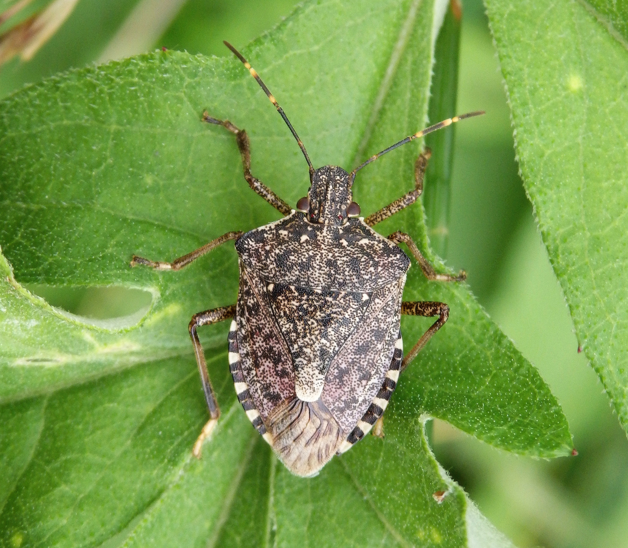 Marmorierte Baumwanze (Halyomorpha halys) - ein Neozoon in Deutschland