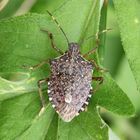 Marmorierte Baumwanze (Halyomorpha halys) - ein Neozoon in Deutschland