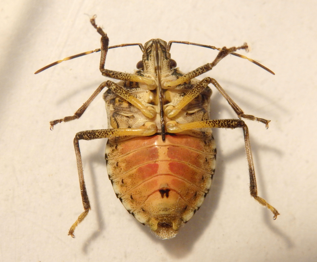 Marmorierte Baumwanze (Halyomorpha halys) - ein Neozoon in Deutschland