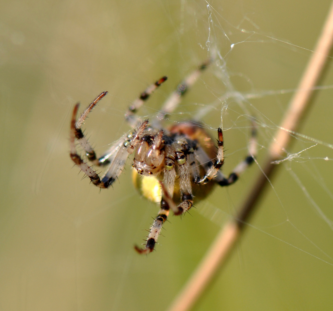 Marmorierte Kreuzspinne