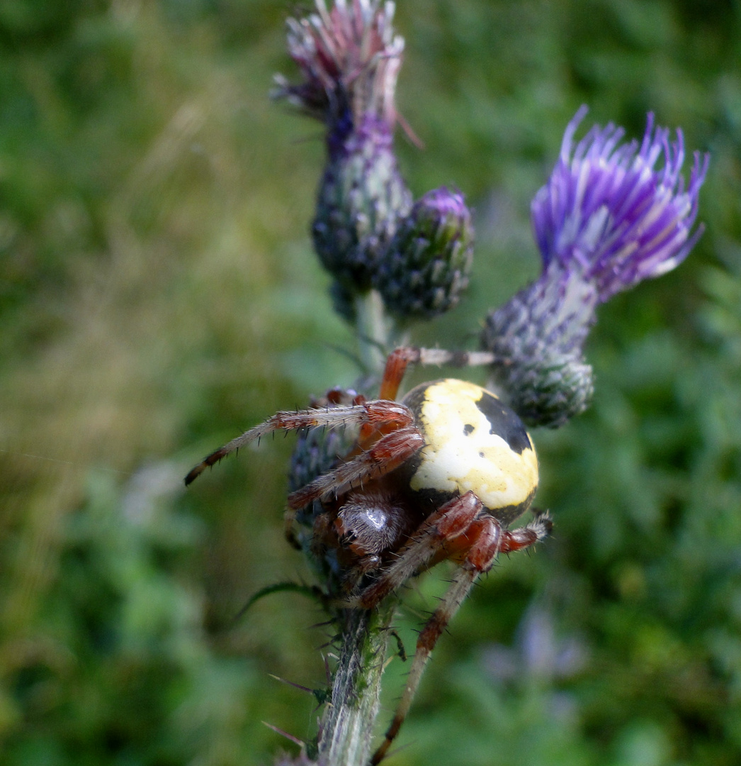 Marmorierte Kreuzspinne