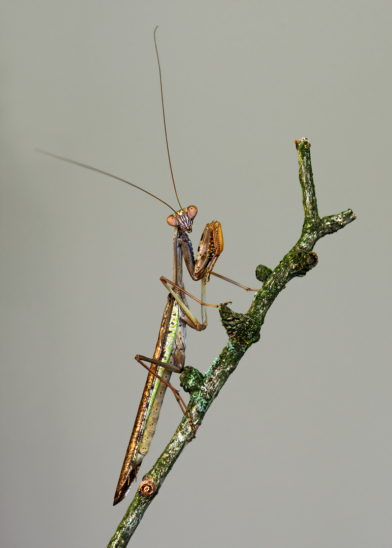 Marmorierte Madagaskar - Mantis 