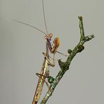 Marmorierte Madagaskar - Mantis 