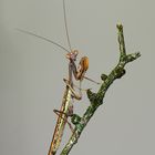 Marmorierte Madagaskar - Mantis 