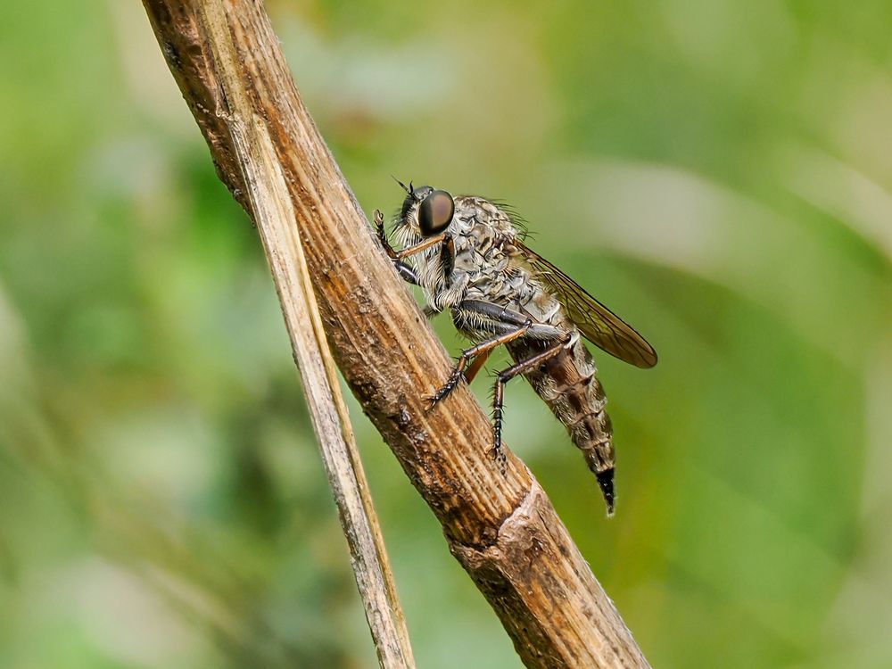 Marmorierte Raubfliege ( tolmerus micans ) selten