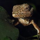 Marmorierter Buntleguan auf der Pirsch