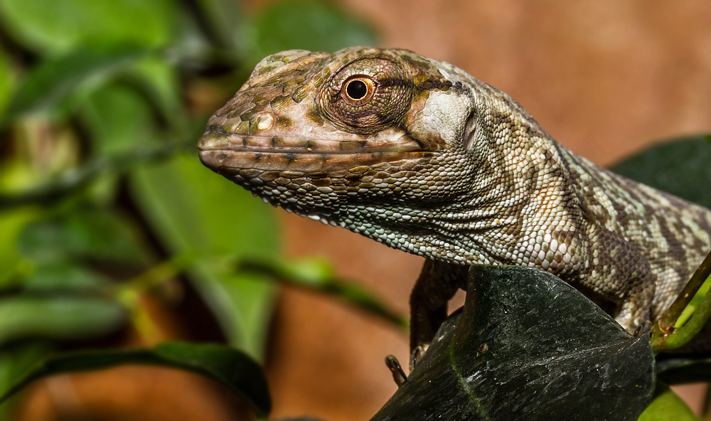 Marmorierter Buntleguan im Profil