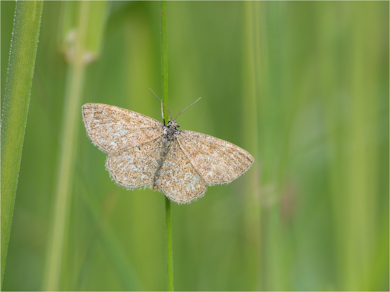 Marmorierter Kleinspanner (Scopula immorata)