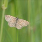 Marmorierter Kleinspanner (Scopula immorata)