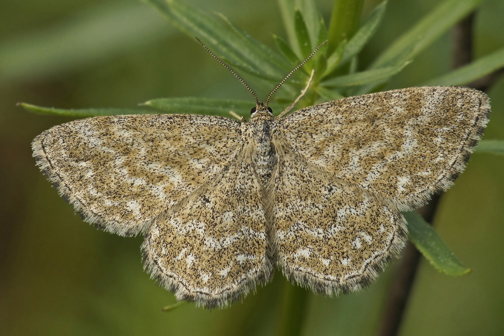 Marmorierter Kleinspanner (Scopula immorata)