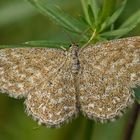 Marmorierter Kleinspanner (Scopula immorata)