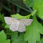 Marmorierter Kleinspanner ( Scopula immorata )