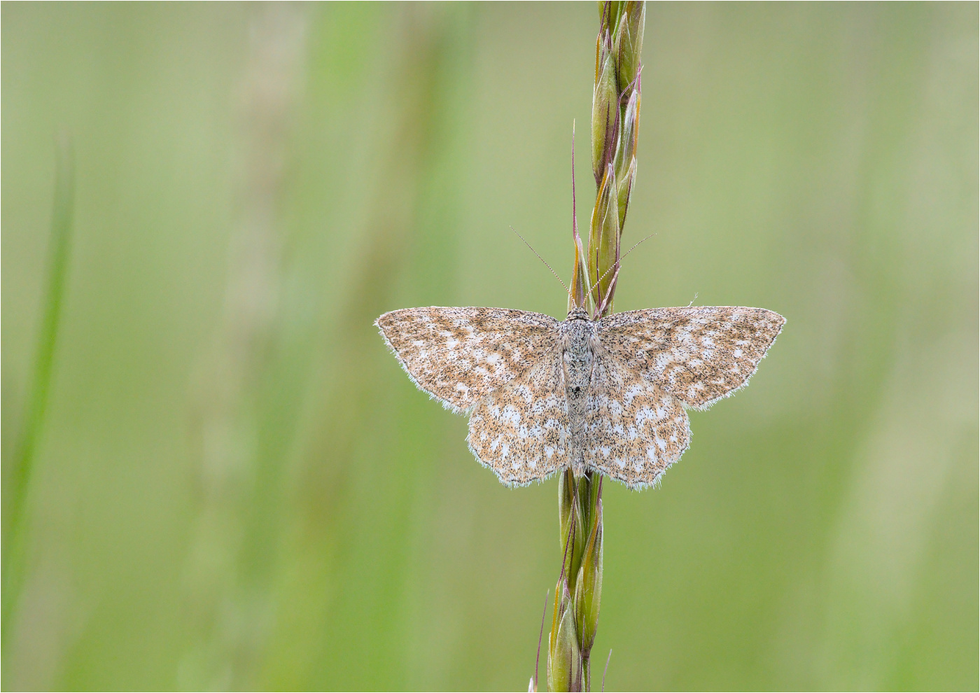 Marmorierter Kleinspanner (Scopula immorata)