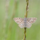 Marmorierter Kleinspanner (Scopula immorata)