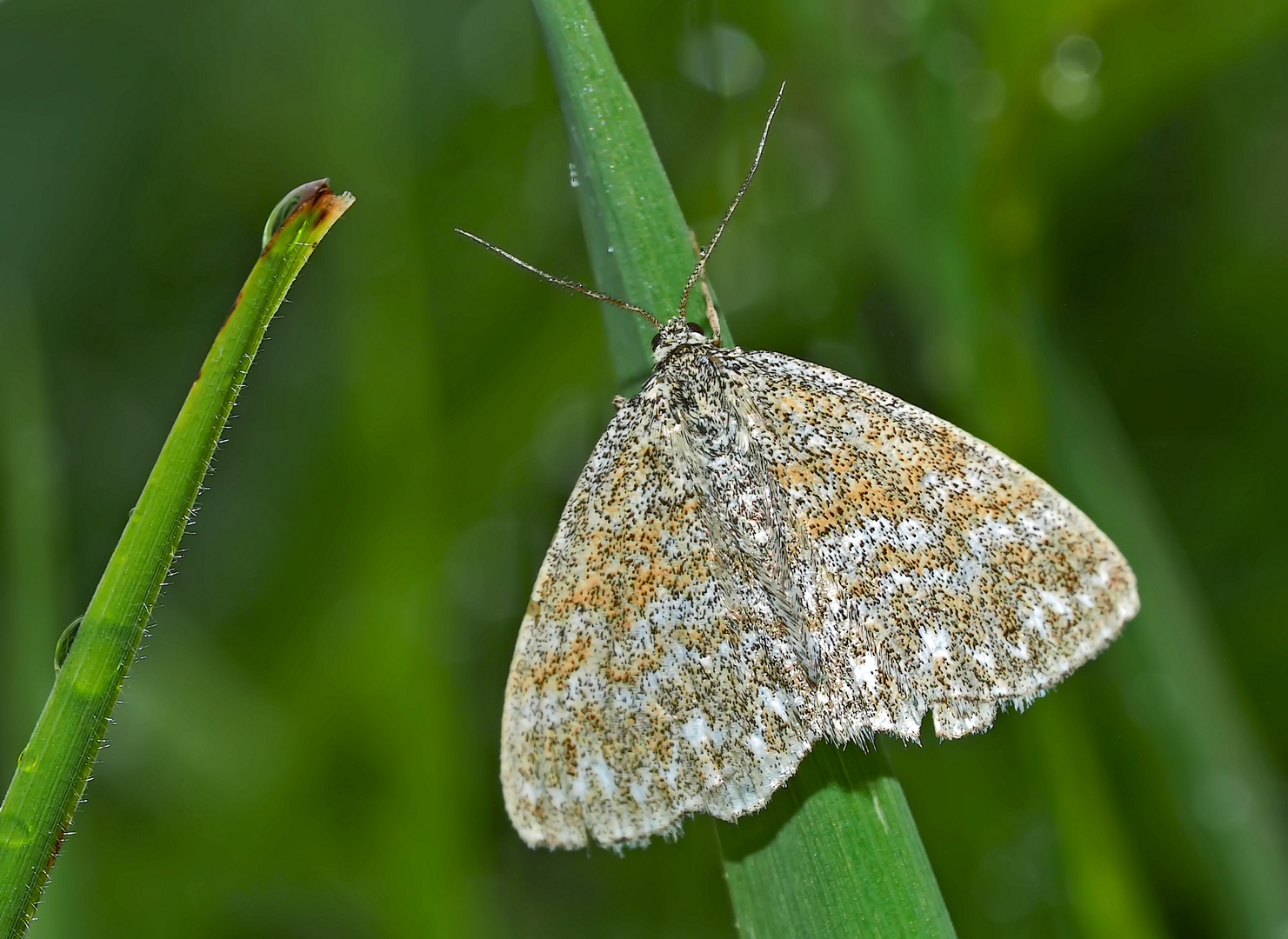 Marmorierter Kleinspanner (Scopula immorata) - L'Acidalie hardie.