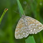 Marmorierter Kleinspanner (Scopula immorata) - L'Acidalie hardie.