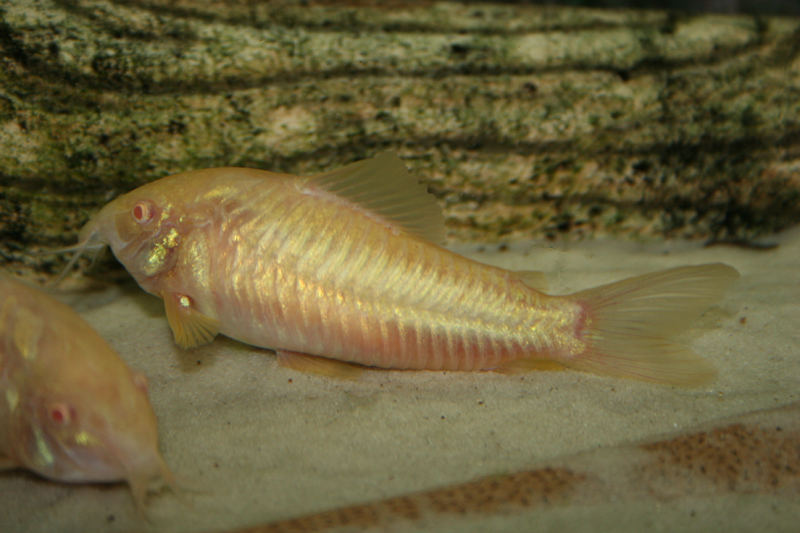 Marmorierter Panzerwels (Albino)