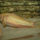 Marmorierter Panzerwels (Albino)