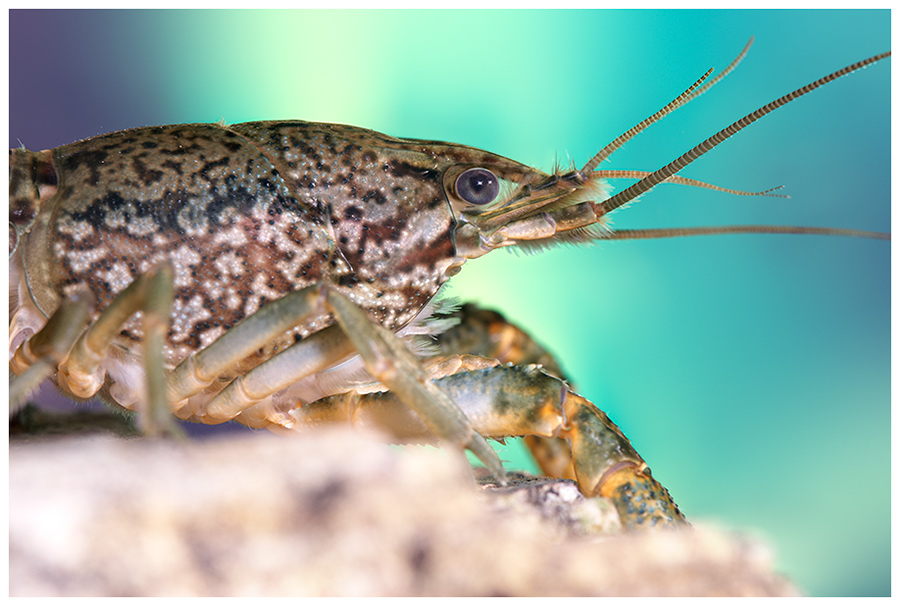 Marmorkrebs (Procambarus sp.)