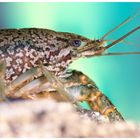 Marmorkrebs (Procambarus sp.)