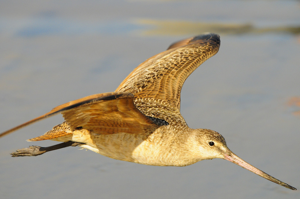 Marmorschnepfe im Flug