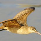 Marmorschnepfe im Flug