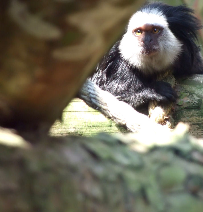 Marmoset