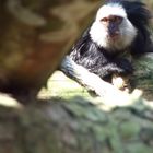 Marmoset