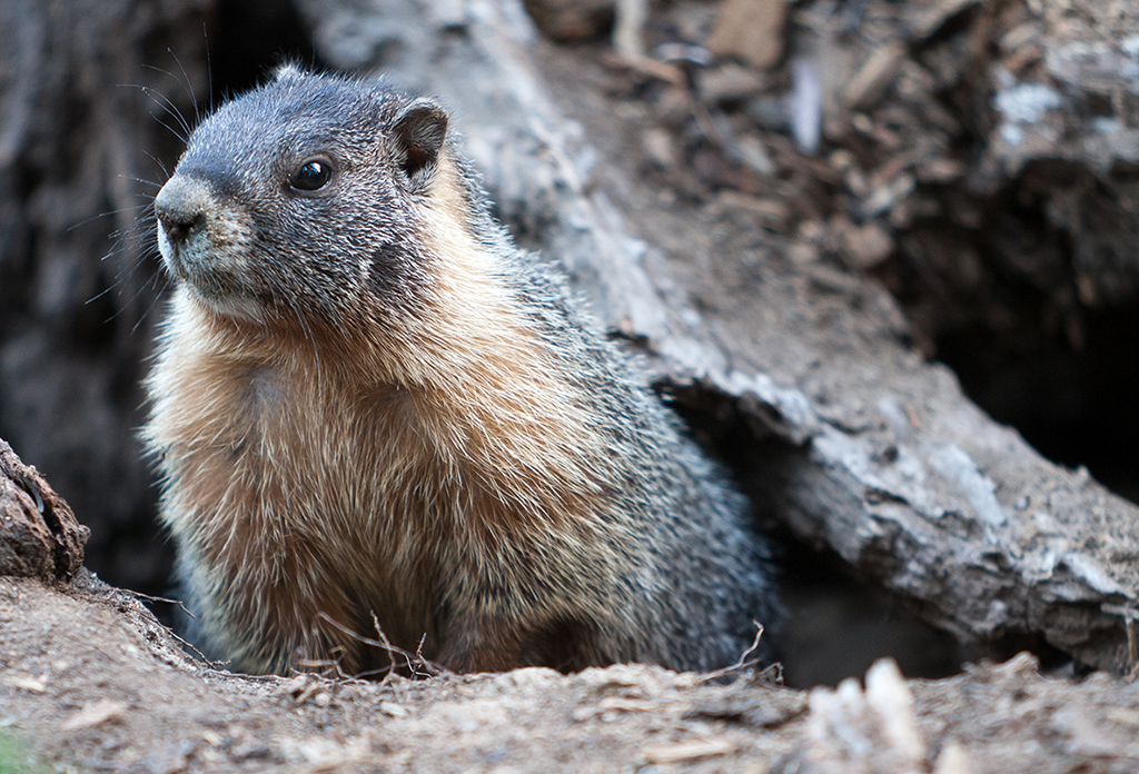 Marmot