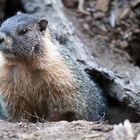 Marmot